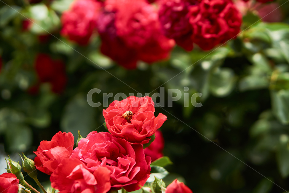 장미,꽃,접사,생화,화분,plant,nature,flower,초접사,redflower,rose,붉은장미,붉은꽃,redrose