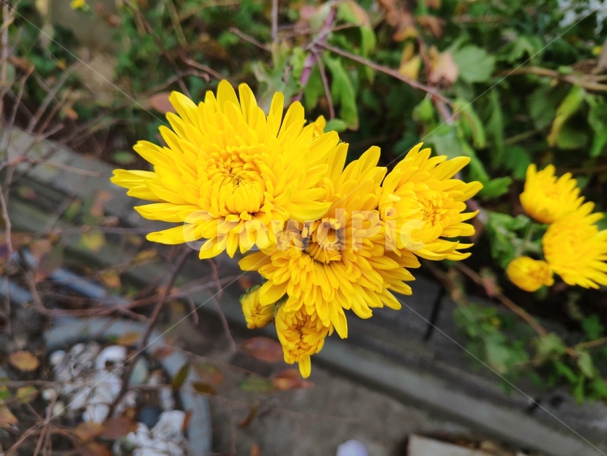 봄꽃,봄,노란색,꽃,flower,plant,식물,식물,자연,plants,nature,꽃,flower