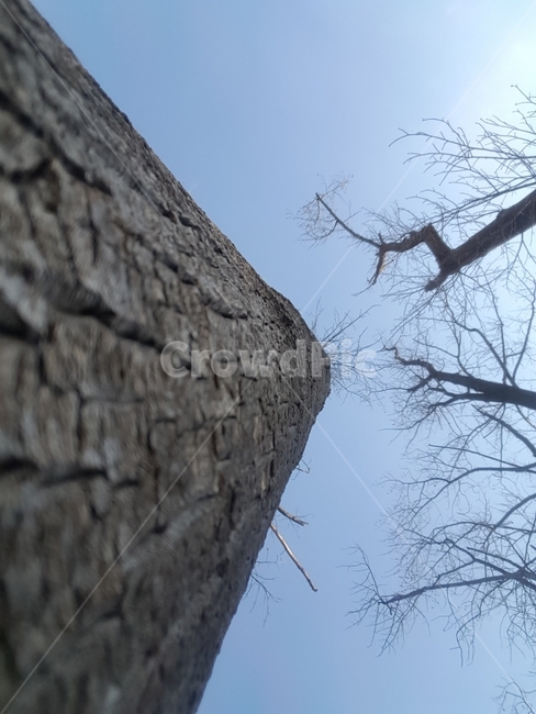 나무,하늘,겨울나무,겨울하늘,앙상한,식물,자연,plants,nature,나무,trees,wood