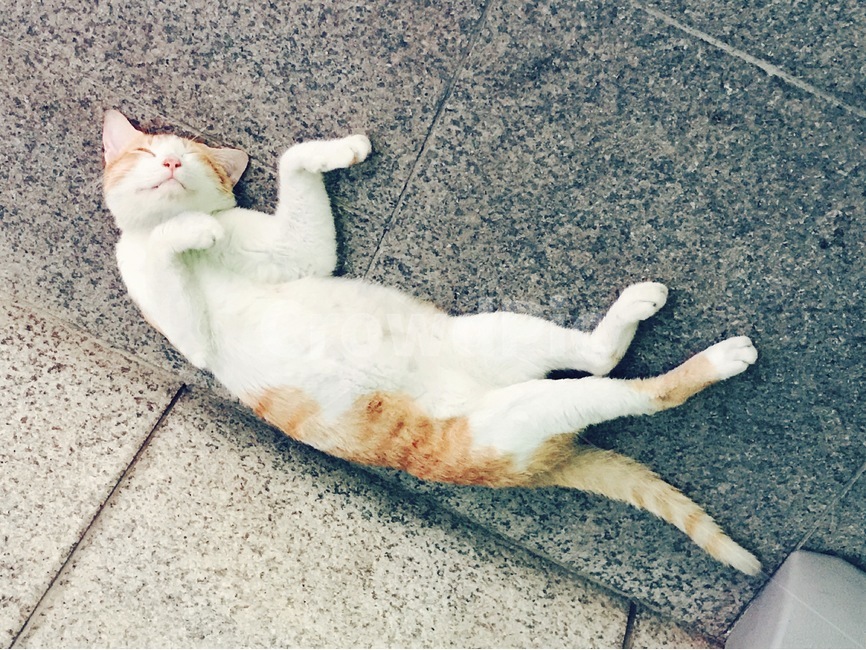 고양이,cat,neco,sleep,잠,동물,animal,포유류,mammal,고양이,cat,kitten,kitty