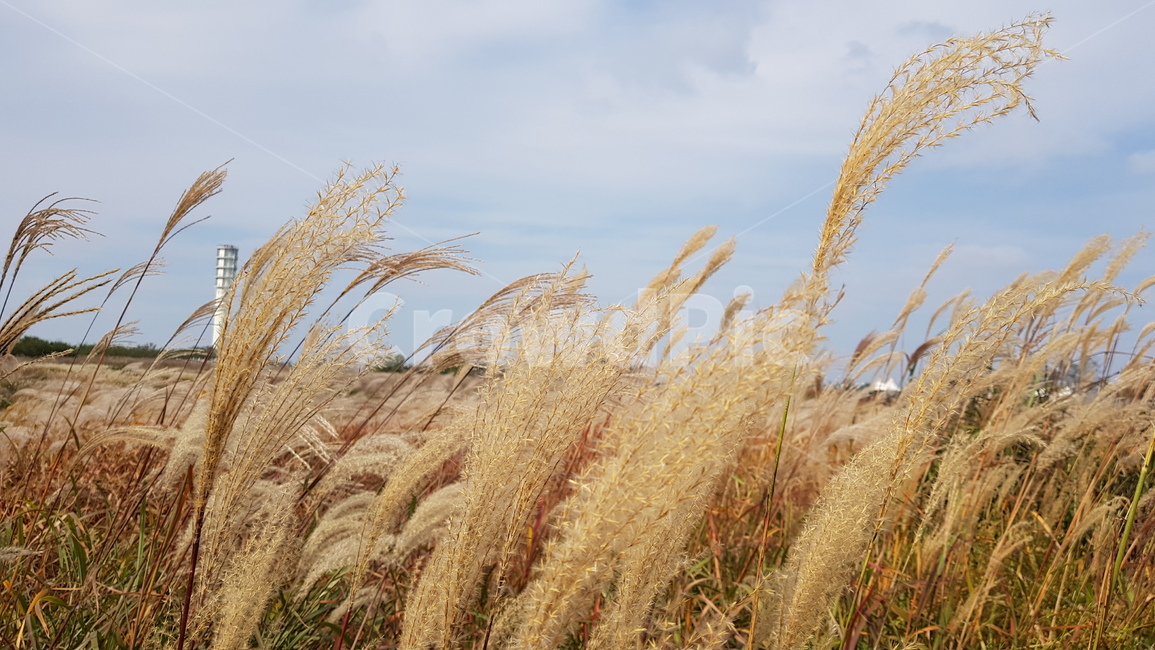 갈대,억새,갈대숲,가을,갈색,브라운,하늘,구름,휜구름,식물,자연,풍경,plant,grass,produce,vegetable,가을,계절,fall,autumn,season,자연,풍경,nature,landscape,잔디,food,음식,야채,grain,곡물