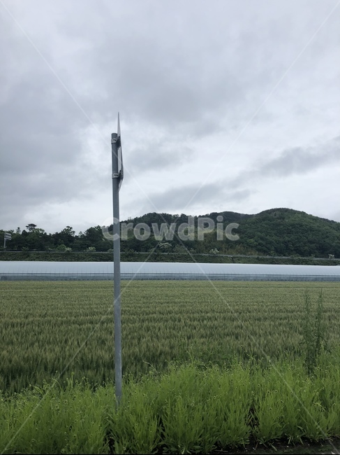논밭,논,밭,자연,출,안개,구름,자연,풍경,nature,landscape