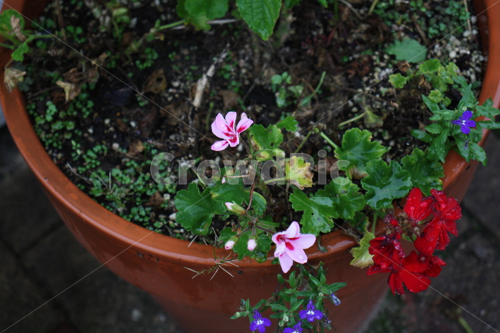 꽃,flower,palnt,식물,자연,nature,pottedplant,화분