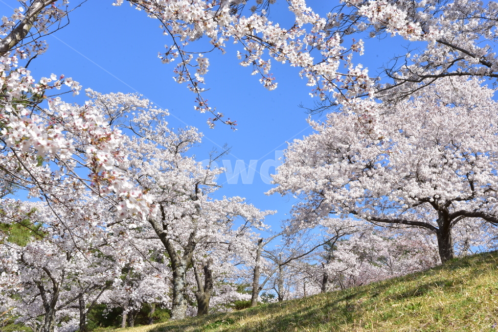 잔디,풍경,꽃놀이,꽃동산,벚꽃,꽃,봄,산뜻