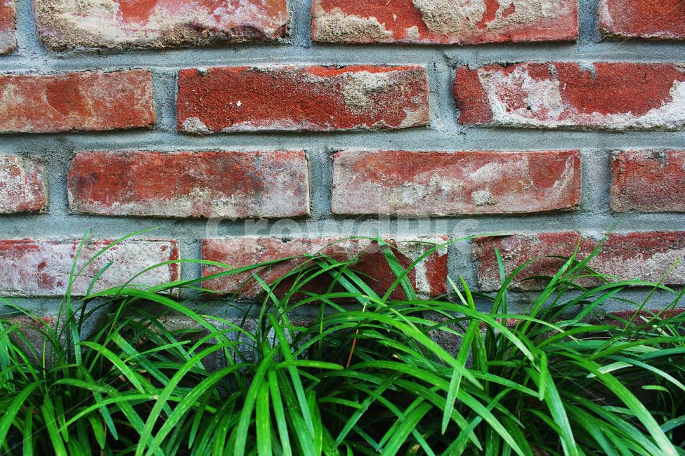 잡초,풀,배경,벽돌,초록,길거리,street,grass,background,brick,빨강벽돌,식물,자연,plants,nature