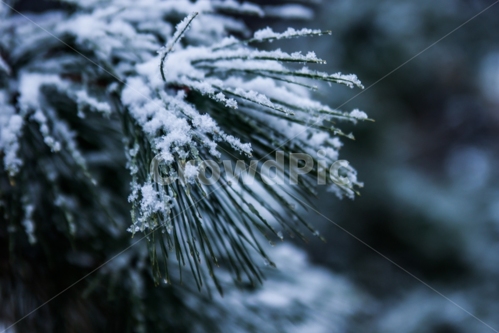 청솔,소나무,눈내리는,겨울,눈쌓임,겨울,계절,winter,season,식물,자연,plants,nature,감성,sensible,feeling