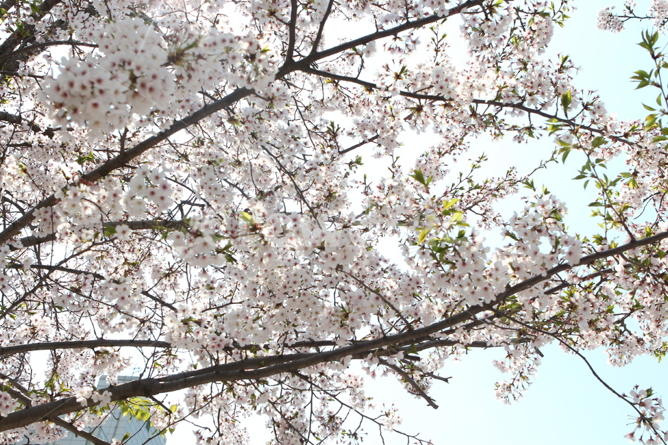 벚꽃,꽃,flower,봄꽃,cherryblossom,벚나무