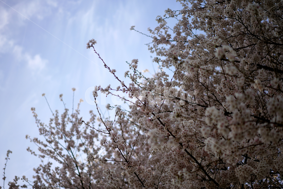 봄,봄꽃,봄날,벚꽃,꽃,하늘,봄,계절,spring,season,식물,자연,plants,nature,꽃,flower,plant,blossom