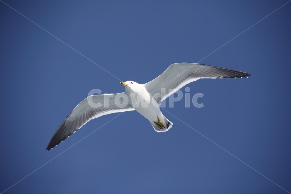 갈매기,바다새,대형조류,commongull,mewgull,laruscrassirostris,괭이갈매기,동물,animal,조류,새,birds