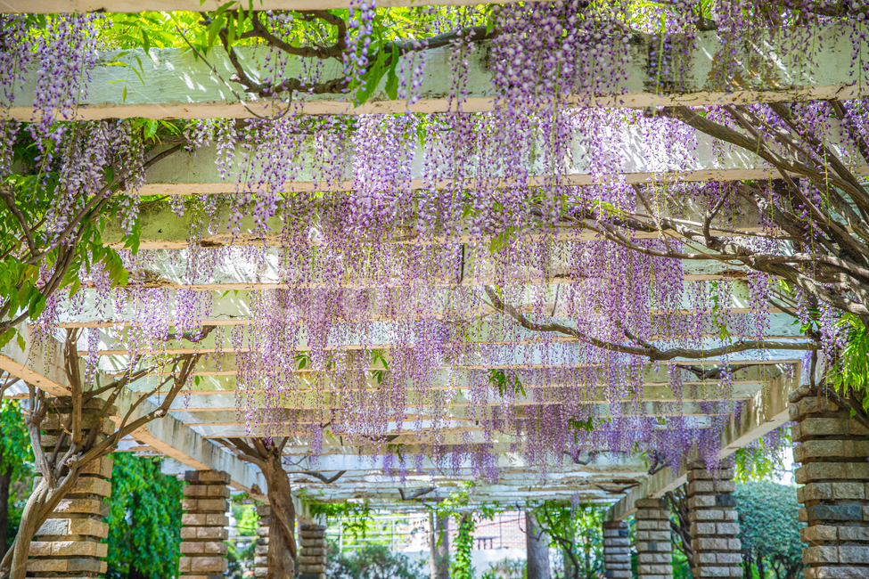 꽃,식물,plant,flower,blossom,등나무,등나무꽃,식물,자연,plants,nature,꽃,flower
