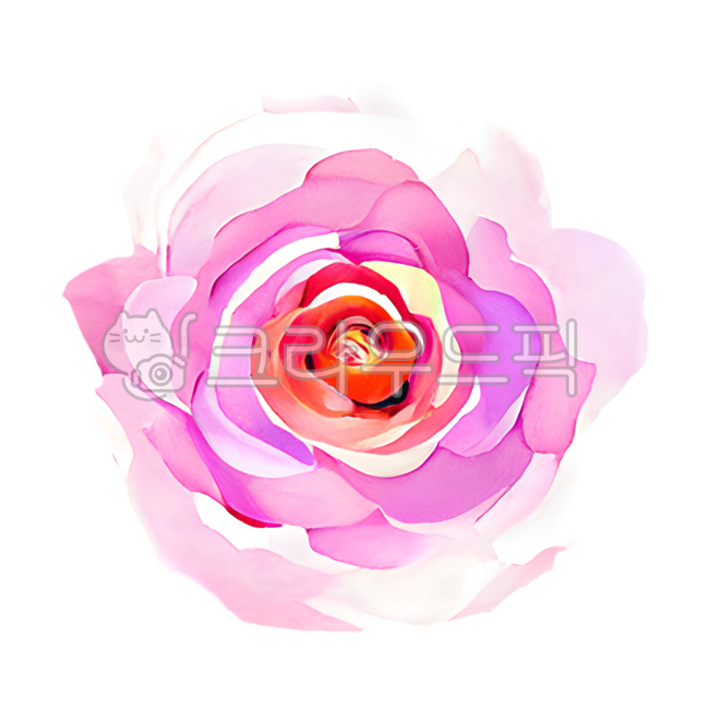 장미,꽃,일러스트,분홍꽃,봄꽃,장미꽃,봄,flower,rose,floraldesign,플로랄디자인,꽃일러스트,꽃그림,분홍장미,일러스트레이션,손그림,드로잉,다이어리꾸미기,다이어리,꾸미기,장식,다꾸,누끼,스티커,다이어리스티커,디자인소스,아트클립,클립아트,그래픽소스,painting,illustration,graphics,nature,무늬,잎,핑크꽃,꽃잎,분홍색,핑크