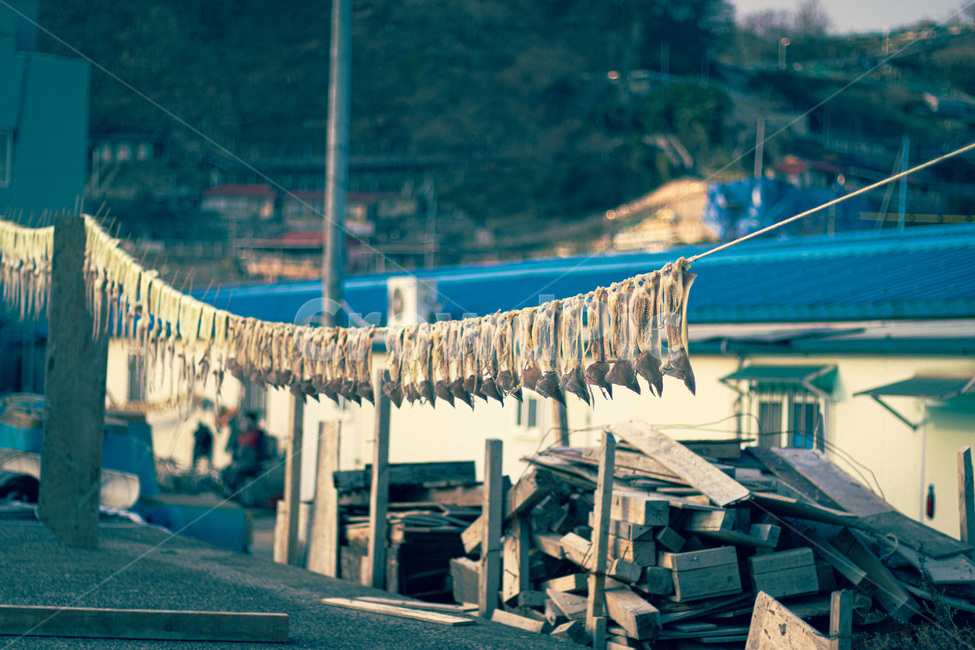 오징어,건조,말린오징어,바다,건어물,반건조징어,문어,해산물,삼척,어업,fishery,fishing industry