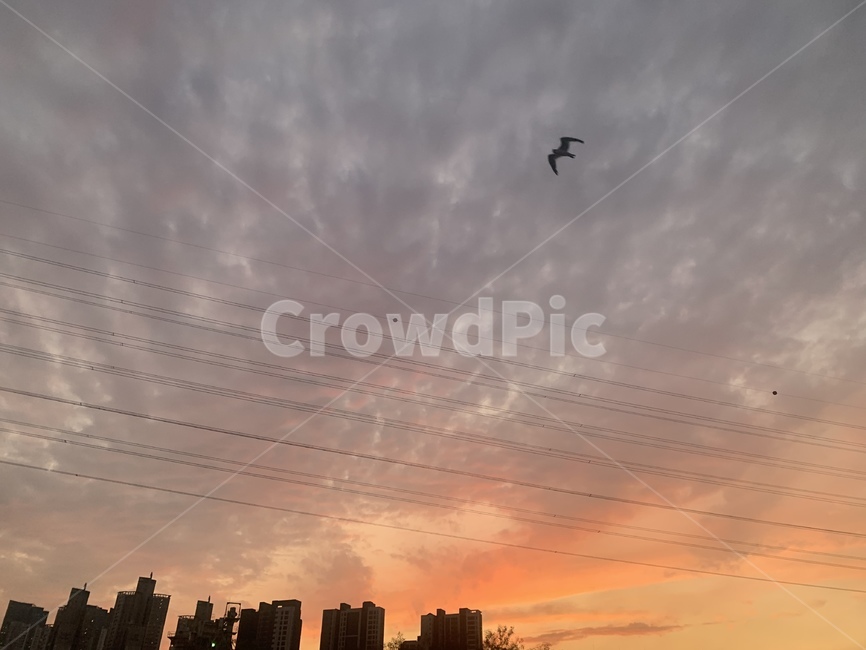 bird,노을,일몰,하늘,구름,sky