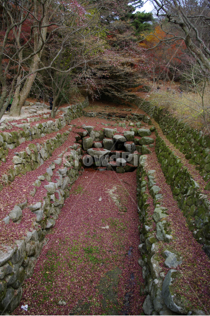 가을,fall,나무,식물,plant,단풍,잎,낙엽,가을,계절,fall,autumn,season,자연,풍경,nature,landscape,ground,바닥