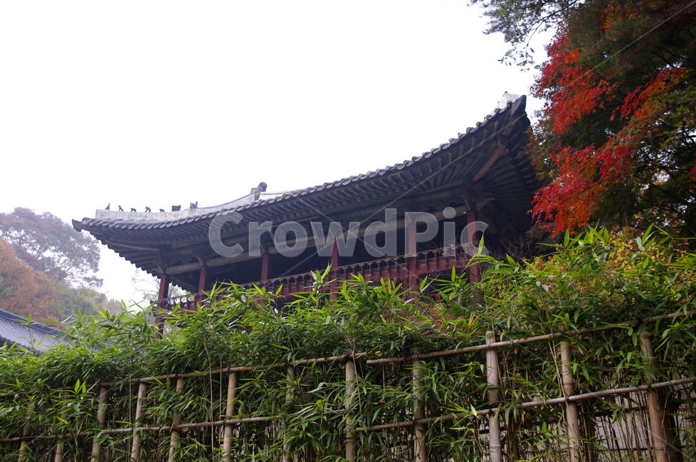 창덕궁후원,주합루,고궁,건축,전통건축,traditional,전통,단청,기와지붕,가을,계절,fall,autumn,season,한국전통,한국문화,korean traditional,korean culture,건축물,건물외관,exterior,building,structure,architecture,construction,건물,worship,예배,temple,신전,shrine,신사