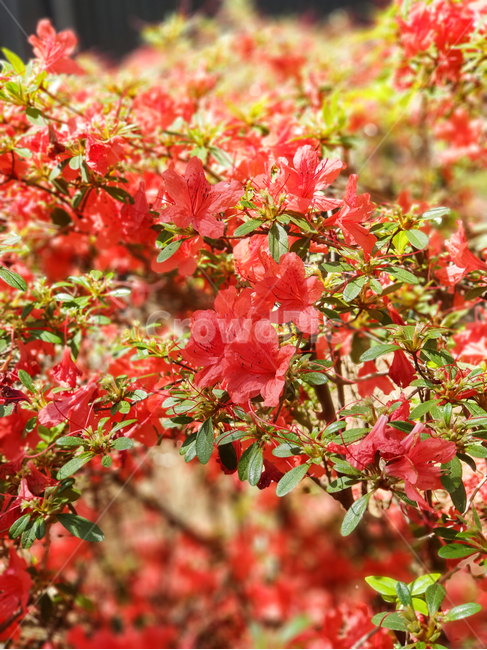 꽃,식물,자연,flower,plant,nature,식물,자연,plants,nature,꽃,flower
