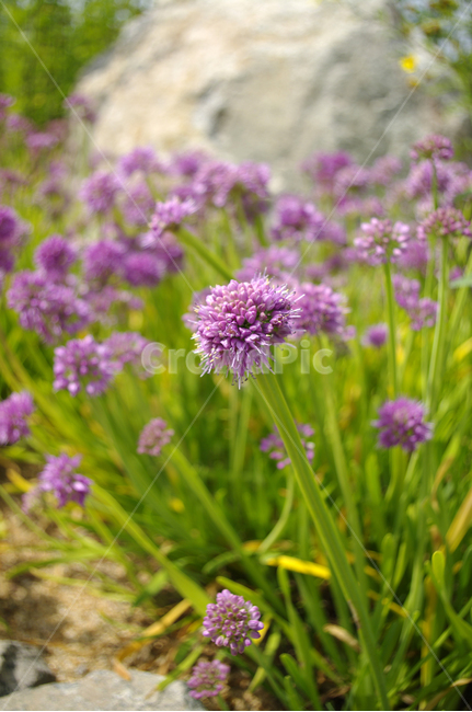 꽃,식물,flower,plant,color,두메부추,식물,자연,plants,nature,꽃,flower