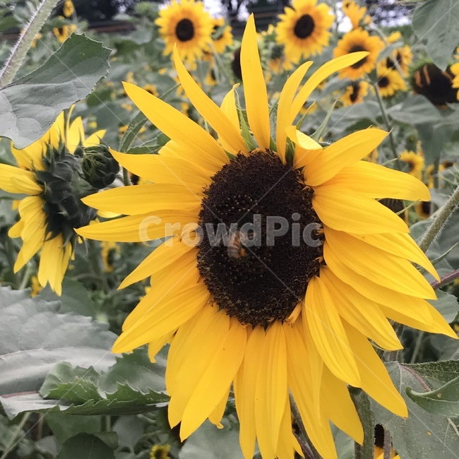 해바라기,규화,해바래기,향일화,sunflower,국화과,한해살이풀,기다림,꿀벌,plant,식물,꽃,blossom