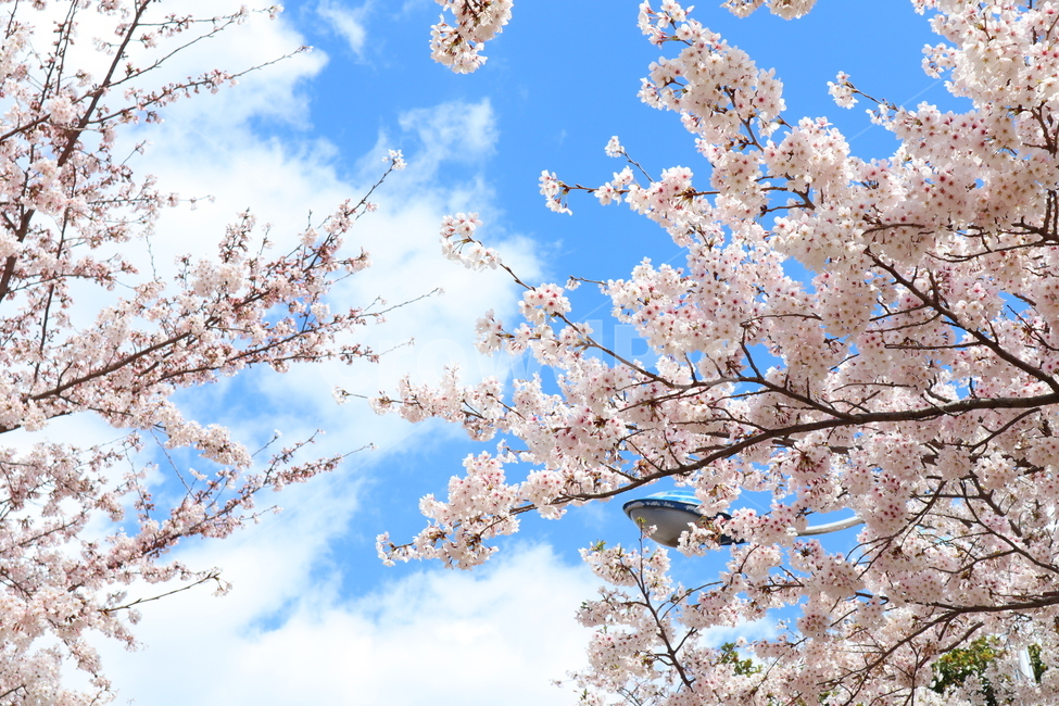 제주벚꽃,왕벚꽃,벚꽃,봄꽃,cherryblossom,제주왕벚나무,벚꽃나무,제주도꽃,봄,꽃,flower,봄,계절,spring,season,자연,풍경,nature,landscape,plant,식물,blossom