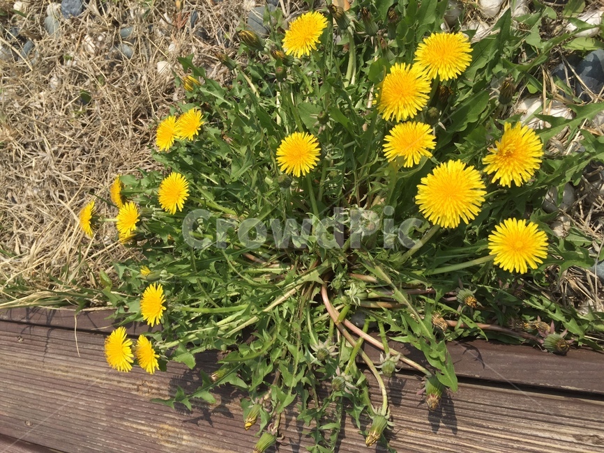 꽃,민글레,노란꽃,들꽃,야생화