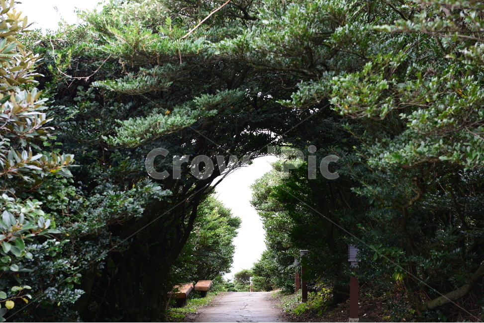 제주,서귀포,큰엉,지도,큰엉해안,나무지도,대한민국,나무,trees,wood