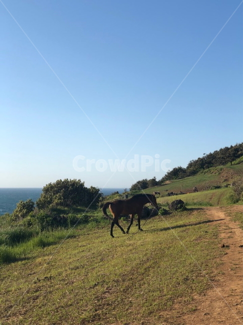 제주,제주도,함덕서우봉해변,함덕,말,동물,자연,친구,horse,sky,sea,바다