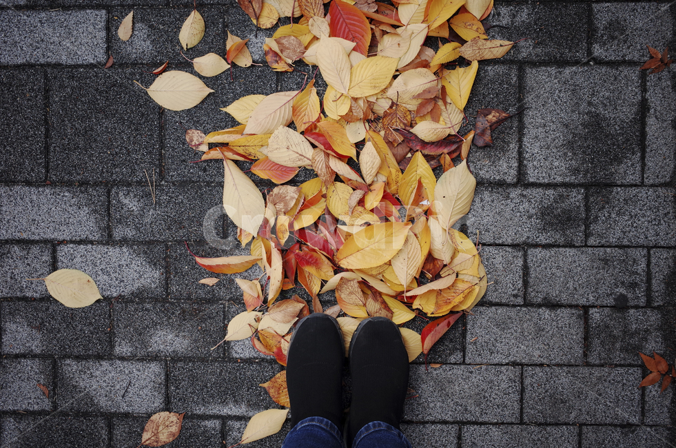 leaf,잎,plant,식물,낙엽,가을,fall,ground,바닥,walkway,인도,보도,red,yellow,가을,계절,fall,autumn,season,식물,자연,plants,nature