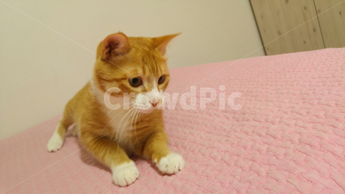 고양이,동물,반려묘,냥,냥이,집사,아기,애정