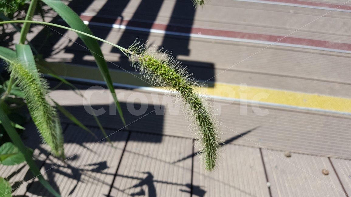 강아지풀,풀,여름식물,녹색,털복숭이,들풀,식물,자연,plants,nature