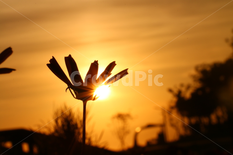 코스모스,가을,일몰,황금색,빛,식물,자연,plants,nature,꽃,flower