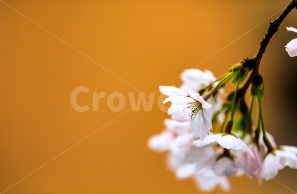 풍경,자연,4월,봄,벚나무,벚꽃,꽃,나무,식물,자연,plants,nature,감성,sensible,feeling,봄,계절,spring,season,꽃,flower,plant
