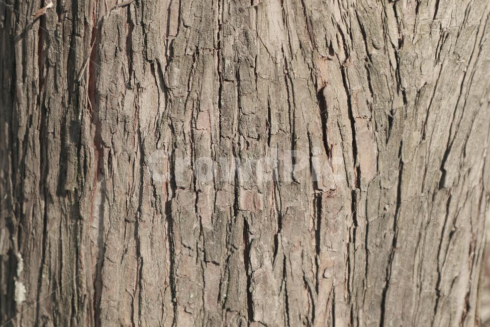 식물,plant,tree,나무,패턴,질감,배경,배경이미지,포토,재질,표면,디자인소스,배경사진,백그라운드,접사,거친,텍스쳐,재료,나무,trees,wood