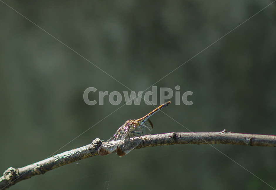 잠자리,곤충,겹눈,나뭇가지,가을,자연,동물,animal,곤충,벌레,insect,bug