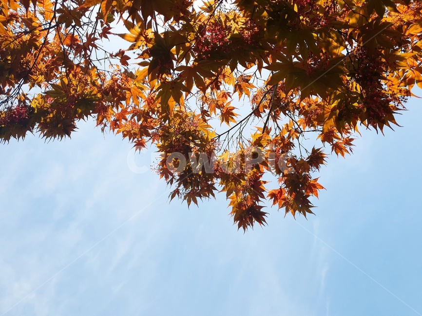 가을,낙옆,낙엽,단풍,단풍나무,가을,계절,fall,autumn,season,leaf,잎,plant,식물,tree,나무
