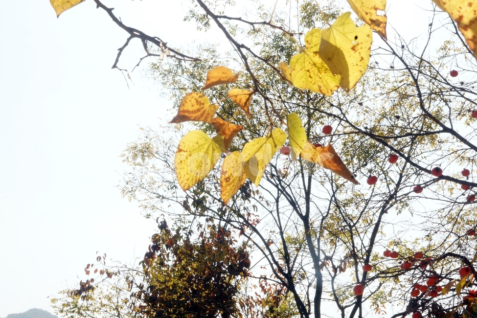 leaf,잎,plant,식물,가을,fall,autumn,가을빛,autumnaltints,운문사,unmunsatemple,단풍,fallfoliage,autumncolors
