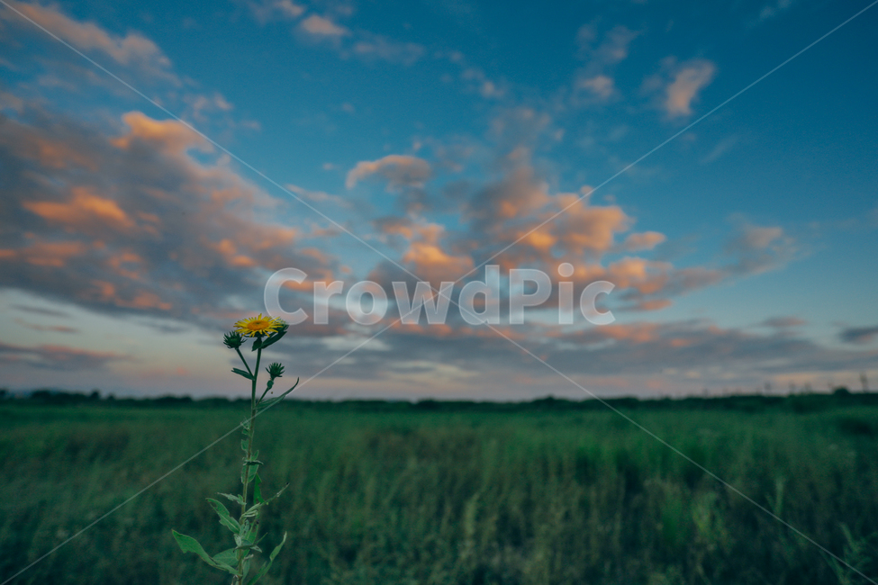 노을,민들레,민들레꽃,풍경,하늘,구름,자연,풍경,nature,landscape,outdoors,옥외,field,들,grassland,목초지