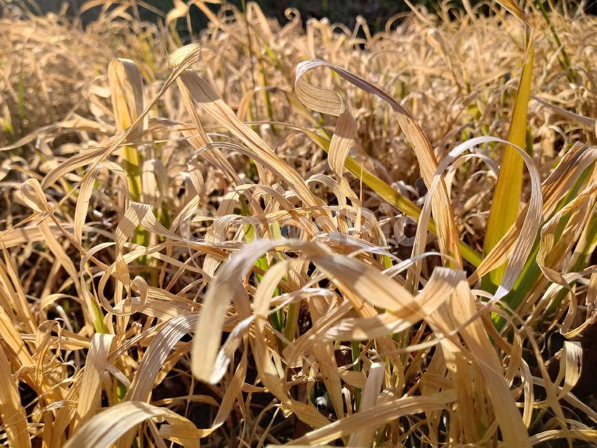 마른풀,겨울,풀,plant,식물,background,wallpaper,배경,배경화면,바탕화면,식물,자연,plants,nature