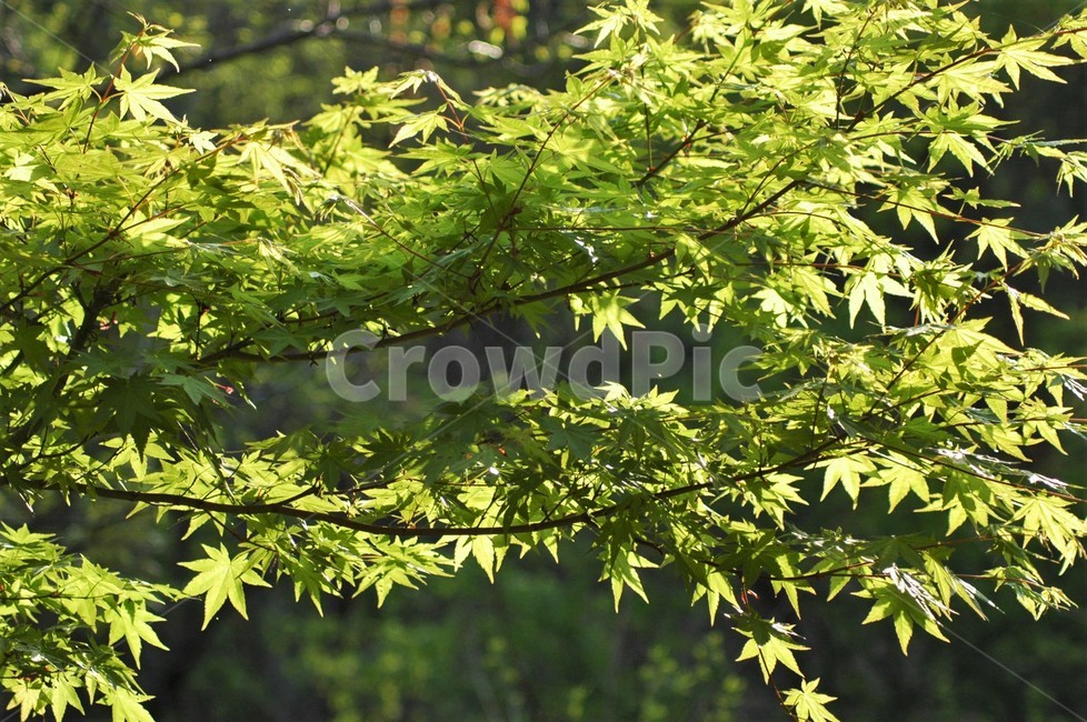 단풍나무,단풍나무과,낙엽교목,경관수,나무,산,자연,자연,풍경,nature,landscape,leaf,잎,plant,식물,tree