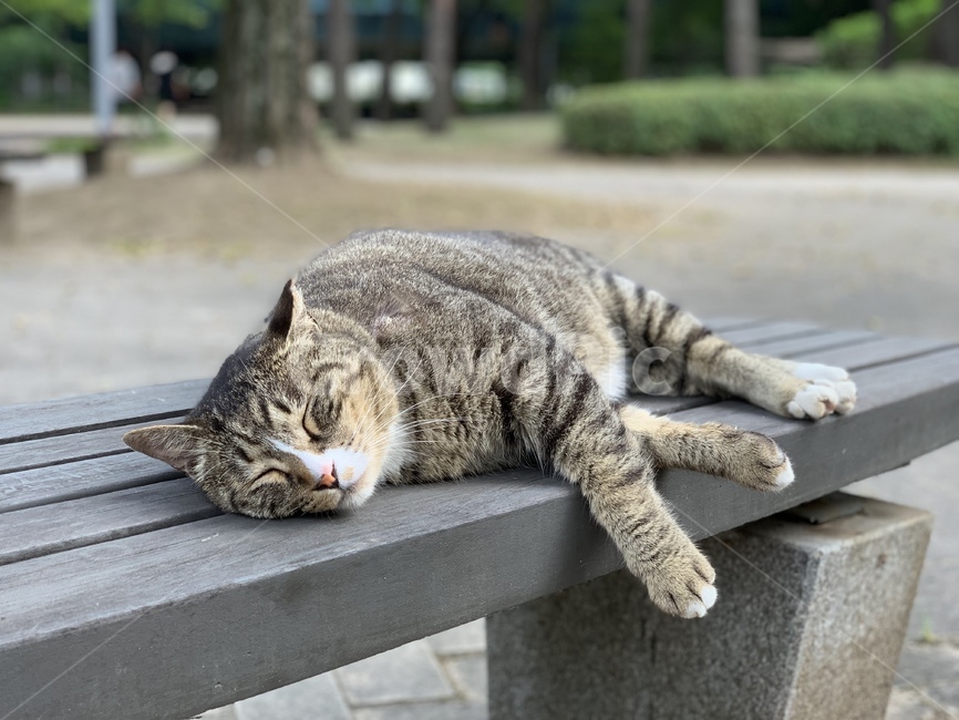 냥이,고양이,꿀잠,편안,cat