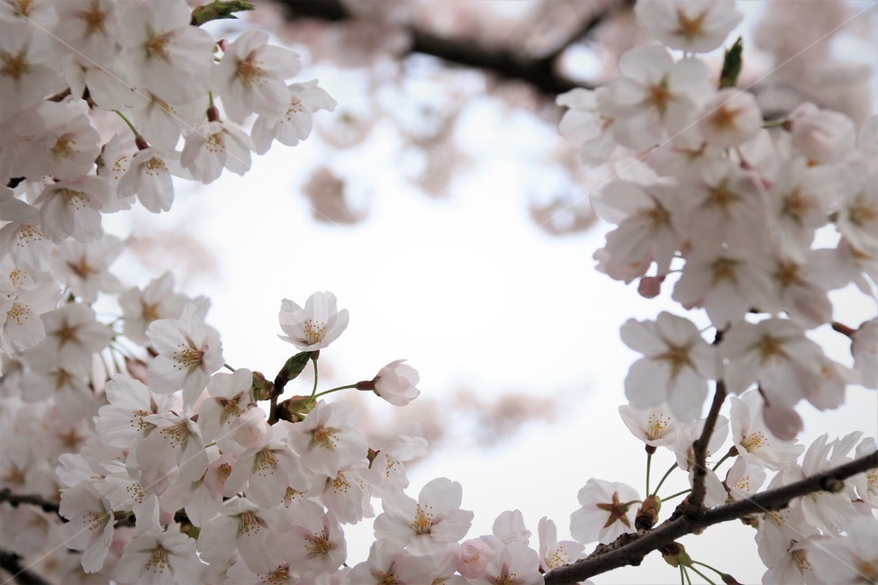 plant,식물,flower,꽃,blossom,cherryblossom,자연,벚꽃,식물,자연,plants,nature,꽃,flower