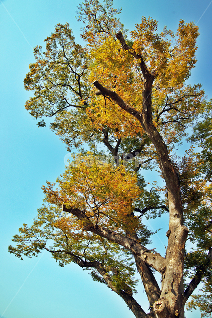 나무,거목,고목,단풍,가을,계절,자연,식물,자연,plants,nature,나무,trees,wood