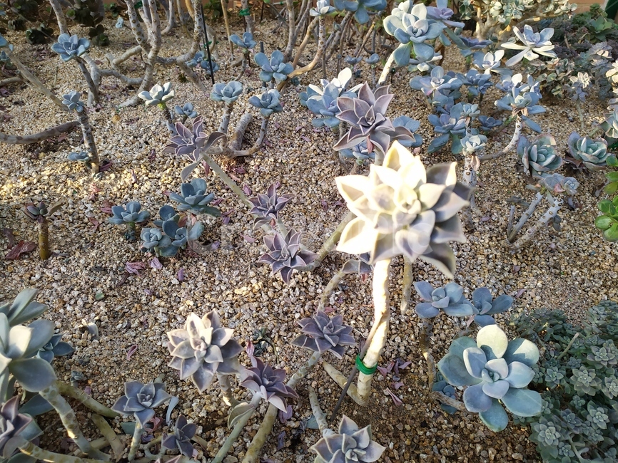가을,leaf,plant,식물,잎,식물,자연,plants,nature