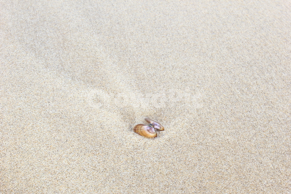 제주바다,조개,바닷가,해수욕장,여름바다,풍경,바다,자연,조개껍데기,해변,바다,beach,sea