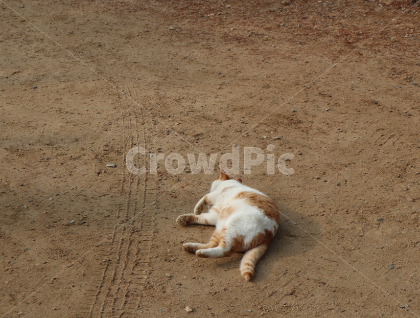 고양이,동물,동네,cat,animal,street,길고양이,동물,animal,포유류,mammal,고양이,cat,kitten,kitty