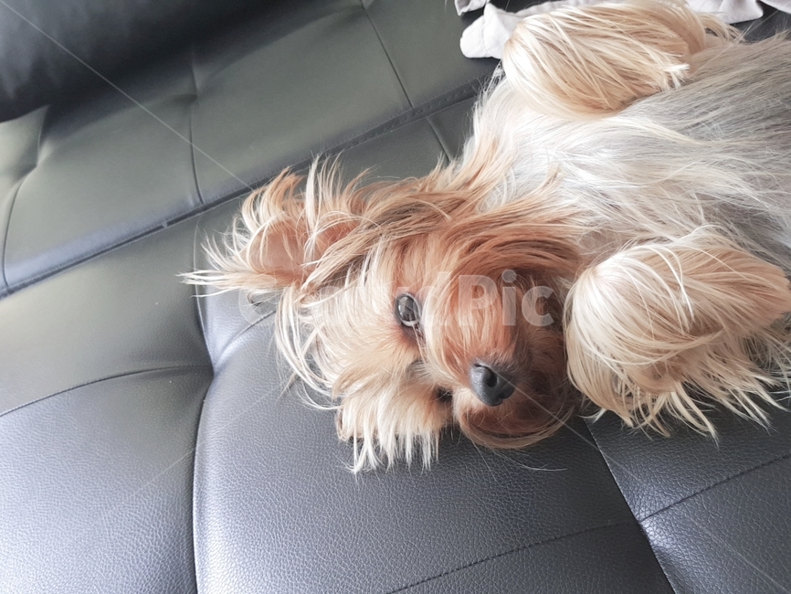 요키,요크셔테리어,애완견,반려견,댕댕이,벌러덩,yorkie,강아지,개