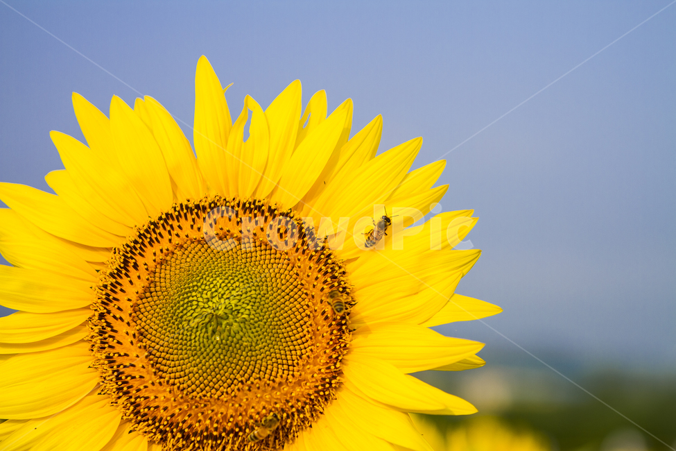 해바라기,꿀벌,여름,강주리,축제,식물,자연,plants,nature,꽃,flower,동물,animal,곤충,벌레,insect,bug