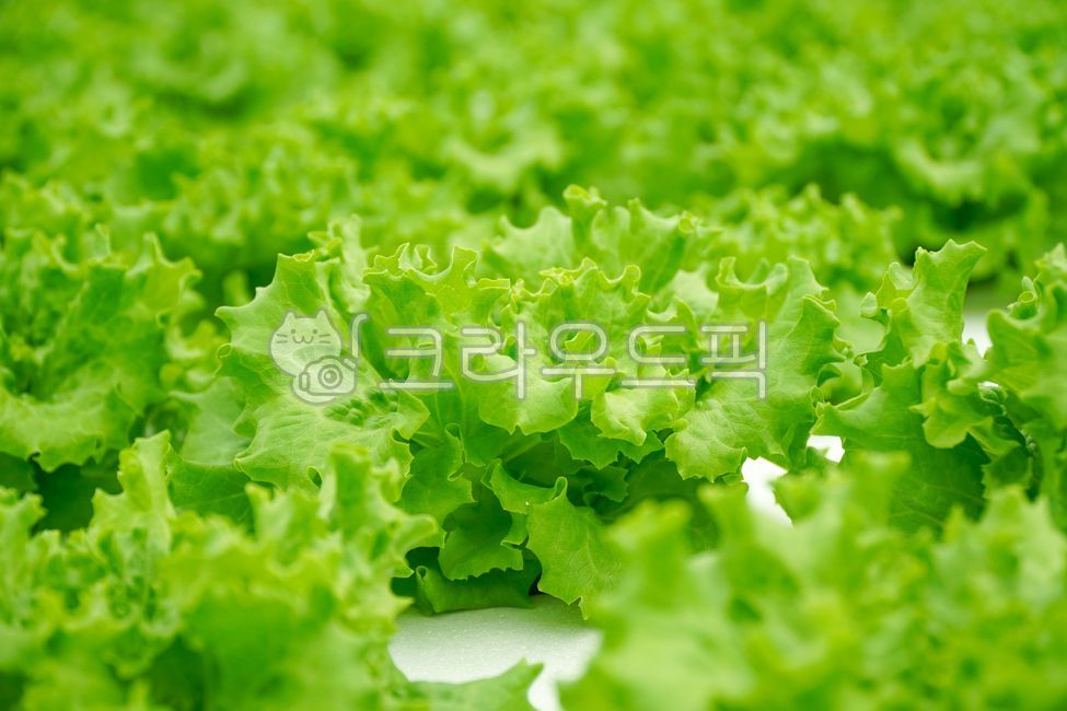 샐러드,채소,야채,유러피안샐러드,유러피안채소,유럽샐러드,프릴아이스,이자트릭스,친환경,친환경재배,수경재배,하우스재배,무농약,농산물,국내산