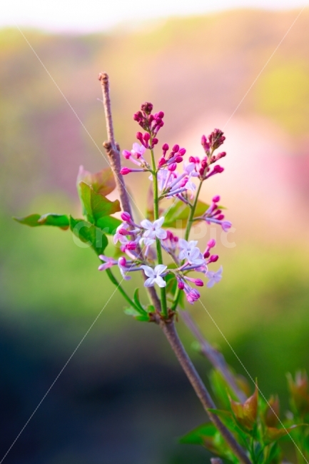 누끼,봄,꽃,라일락,희망,향기,식물,자연,plants,nature,봄,계절,spring,season,꽃,flower,plant,blossom