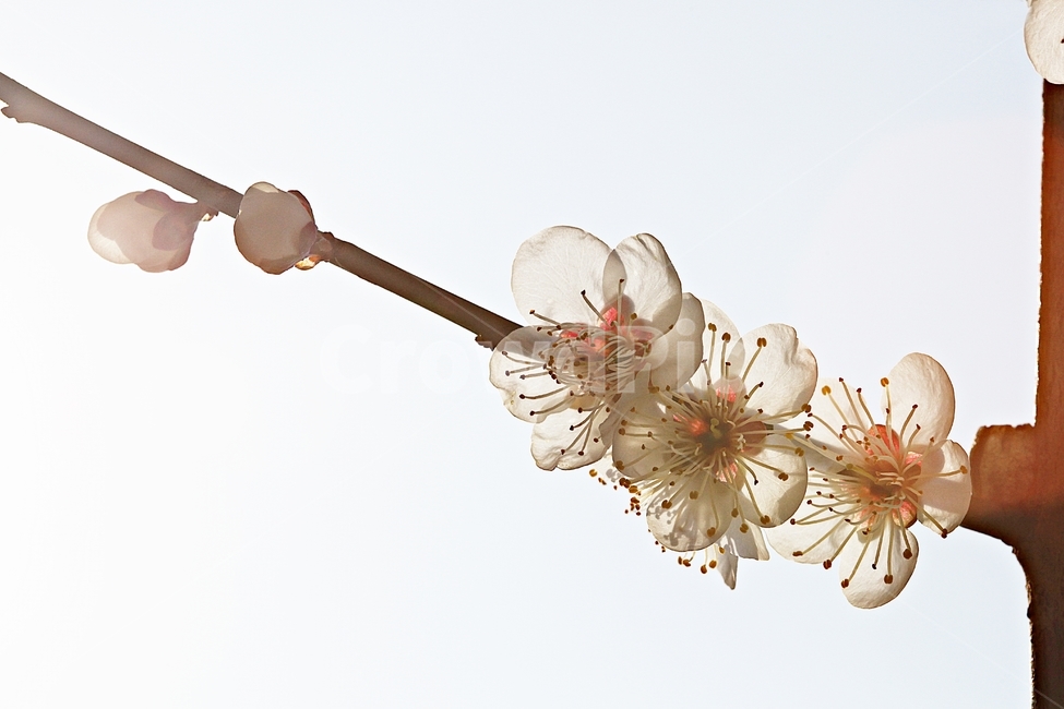 매화꽃,매화,꽃,나무,자연,배경,봄,계절,spring,season,식물,자연,plants,nature,꽃,flower,plant