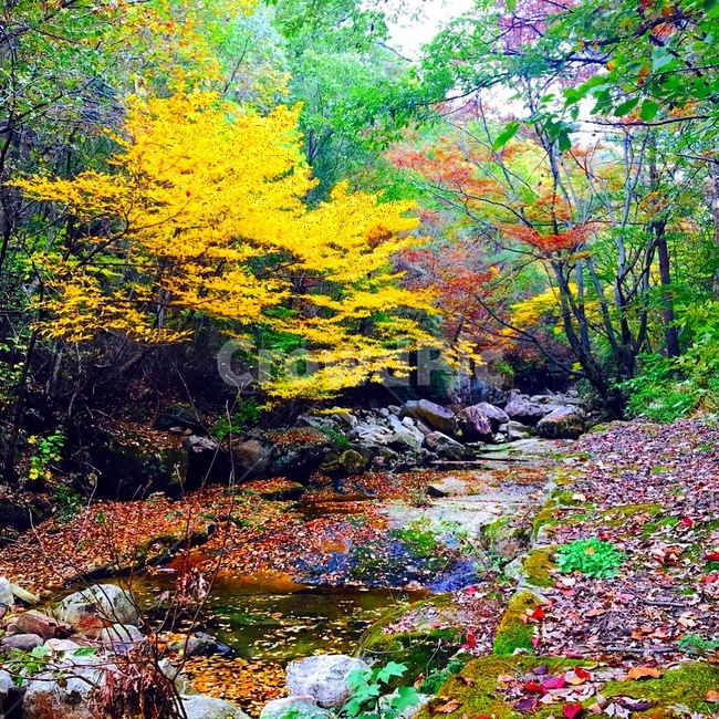 산,계곡,단풍,붉은,노오란,가을,계절,fall,autumn,season,자연,풍경,nature,landscape,plant,식물,leaf,잎,tree,나무